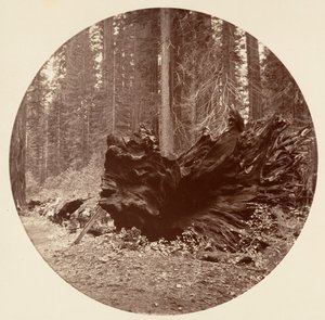Skogens fader 450 fot C. Grove, ca. 1878. av Carleton Emmons Watkins