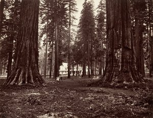 Hotellet från Mammoth Grove, ca. 1872, tryckt ca. 1876. av Carleton Emmons Watkins