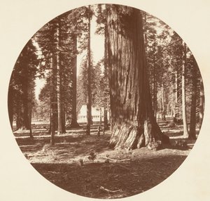 Mammoth Grove Hotel från Grove - Calaveras, ca. 1878. av Carleton Emmons Watkins