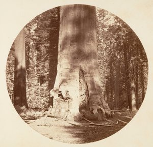 Skogens moder - Calaveras Grove, ca. 1878. av Carleton Emmons Watkins