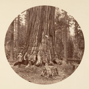 Skogens stolthet - Calaveras Grove, ca. 1878.