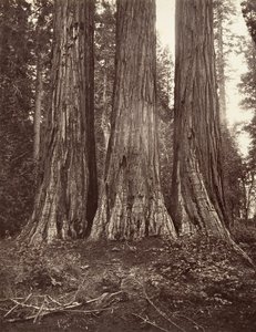 The Three Graces, 272 fot, 1865-66, tryckt ca. 1876. av Carleton Emmons Watkins