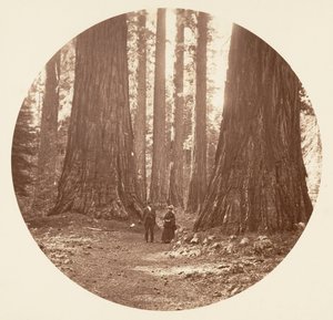 The Three Graces Seed Through the Bryant and Seward Calaveras Grove, ca. 1878. av Carleton Emmons Watkins