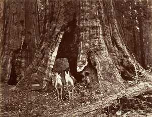 Stativet, 94 fots omkrets, 1865-66, tryckt ca. 1876. av Carleton Emmons Watkins