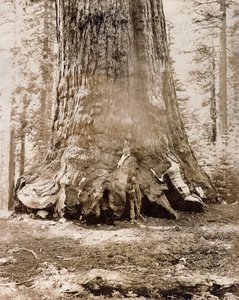Stam av "Grizzly Giant", Mariposa Grove, 33 fot i diameter, 1861