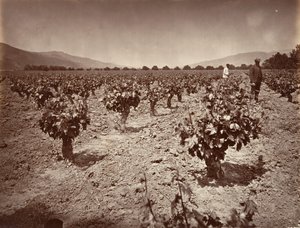 Vineyard of Camulos Ranch, 1876, tryckt ca. 1876. av Carleton Emmons Watkins