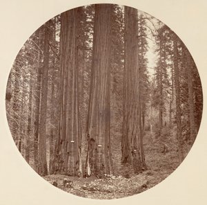 [Yosemite National Park, Kalifornien], ca. 1878. av Carleton Emmons Watkins