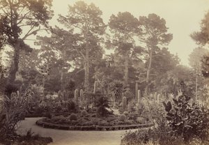 [Arizona-trädgården, Hotel del Monte, Monterey] av Carleton Watkins