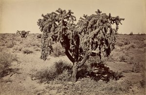 [Kaktus, Arizonaöknen] av Carleton Watkins