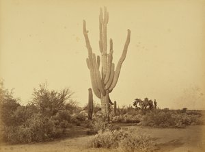 [Cereus giganteus, S.P.R.R., Arizona.] av Carleton Watkins