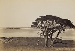 Kustvy nära Monterey av Carleton Watkins