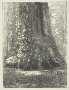 Kopia av Carleton Watkins "Galen Clark Before the Grizzly Giant". av Carleton Watkins