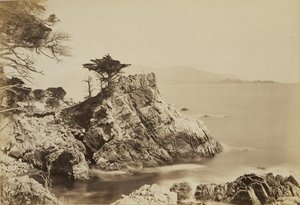 [Cypress Point] av Carleton Watkins