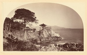 [Cypress Point från Cypress Drive, Monterey, Kalifornien] av Carleton Watkins