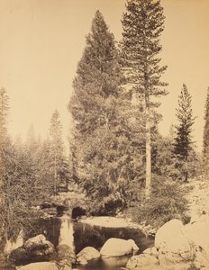[Douglasgran vid Clarks] / [Douglasgranen] av Carleton Watkins