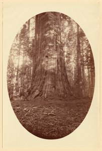 [Empire State Calaveras Grove] av Carleton Watkins