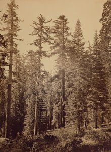 [Forest Scene] / [Sugar Pines] av Carleton Watkins