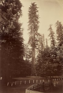 Jätte Redwood, Santa Cruz av Carleton Watkins