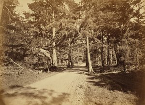 (Monterey, Kalifornien. Moss Avenue, 18 Mile Drive.) av Carleton Watkins