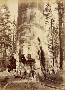 [Skogens moder, 221 fot hög] av Carleton Watkins