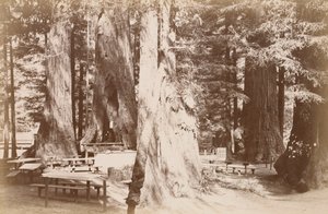 [Picknickbord i en sequoialund] av Carleton Watkins