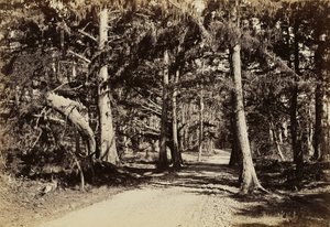 [Väg genom en cypresslund] av Carleton Watkins