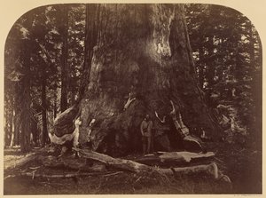 Tvärsnitt av Grizzly Giant, Mariposa Grove, 33 fot i diameter av Carleton Watkins