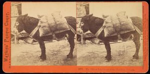 Farallonöarnas äldsta invånare av Carleton Watkins