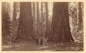 De tre gracerna, Calaveras Grove av Carleton Watkins