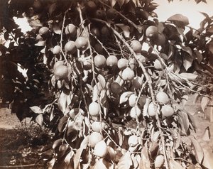 Utan titel [frukt på träd] av Carleton Watkins