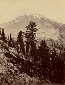 [Williamsonii, Mount Shasta] av Carleton Watkins