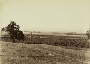 [Ung fruktodling, Palermo, Butte County] av Carleton Watkins