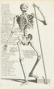 Anatomisk studie av det mänskliga skelettet av Carlo Cesi av Carlo Cesi