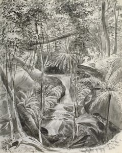 Djungelstudie, 1800-talet