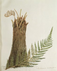 Studie av en ormbunke, 1800-talet