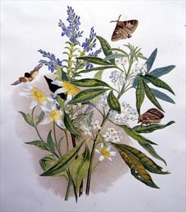 Tasmanian Blue Speedwell och Dwarf Clematis