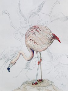 Flamingo (penna och wc på papper)