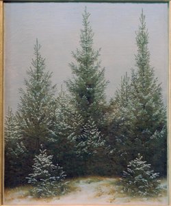 Gransnår i snön
