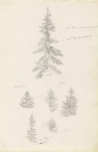 Sex studier av granar och granar av Caspar David Friedrich