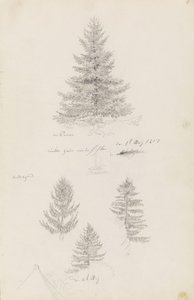 Gran och tre studier av gran av Caspar David Friedrich