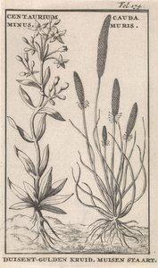 Centaury och mussvans Centaurium minus. Cauda MurisDuisent-Guilder Herb. Mussvans (titel på objekt)