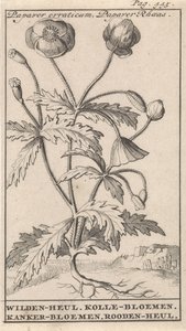 Vallmo Papaver erraticum, Papaver Rhoeas / Wilden-heul. Kolle blommor. Cancer blommor. Roodenheul (titel på objekt)