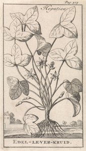 leverört Hepetica / Noble-Liver-Herb (titel på objekt) av Caspar Luyken