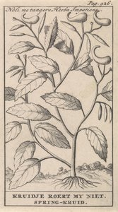 vårört Noli me tangere, Herba Impatiens / Kruidje rör mig inte. Vårört (titel på objekt) av Caspar Luyken