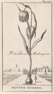 Titelsida och åtta tryck med blommor Kievitsbloem Fritillaria Meleagris / Kivits Eyeren (titel på objekt) av Caspar Luyken