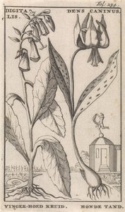 Titelsida och åtta tryck med blommor Foxglove och hundtand digitalis. Dens Caninus / Fingerhatt Ört. Hundtand (titel på objekt)