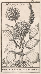 Titelsida och åtta tryck med blommor Weegbree Plantago Rosea / Roos gelykenende Weeg-bree (titel på objekt) av Caspar Luyken