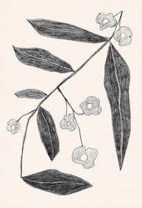 Botanisk teckning av en gren av Catalina Somolinos