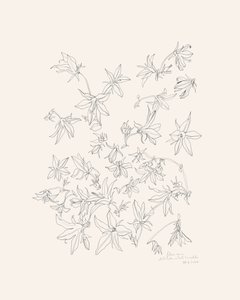 Studie av botaniska blommor