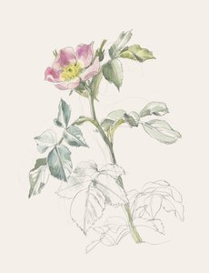 Delikat rosa vildros